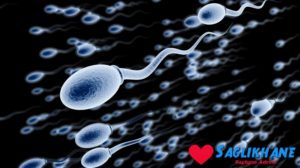 Erkeklerde sperm sayısını artıran yiyecekler